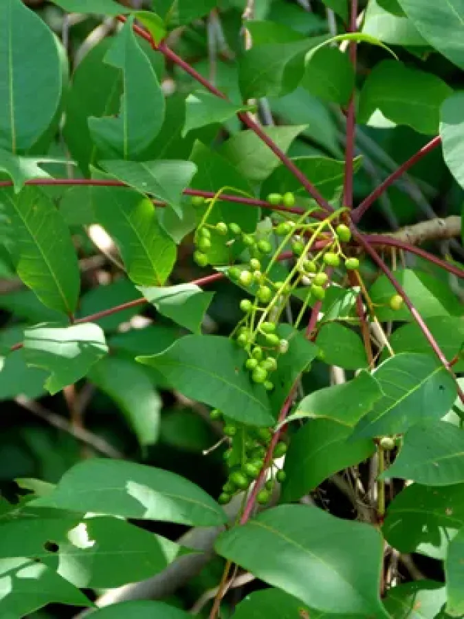 Top 10 Most Dangerous Plants In The World